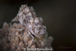 Humpback Soft Coral Shrimp (Hippolyte dossena) by Oksana Maksymova 